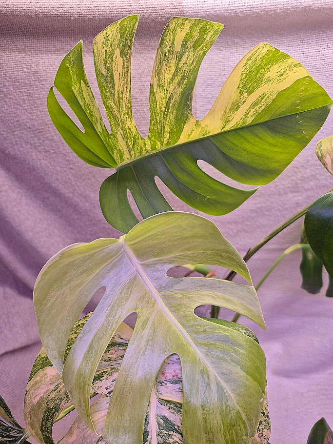 Monstera Aurea # MAU10