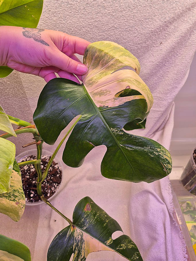 Monstera Aurea # MAU10