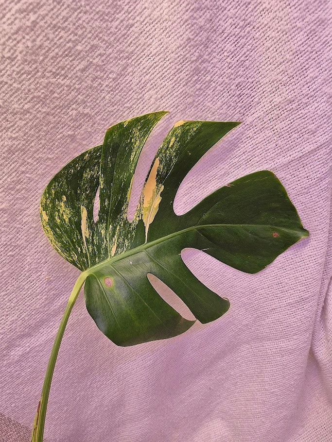 Monstera Aurea # MAU10