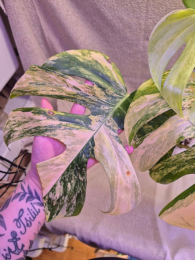 Monstera Aurea # MAU10
