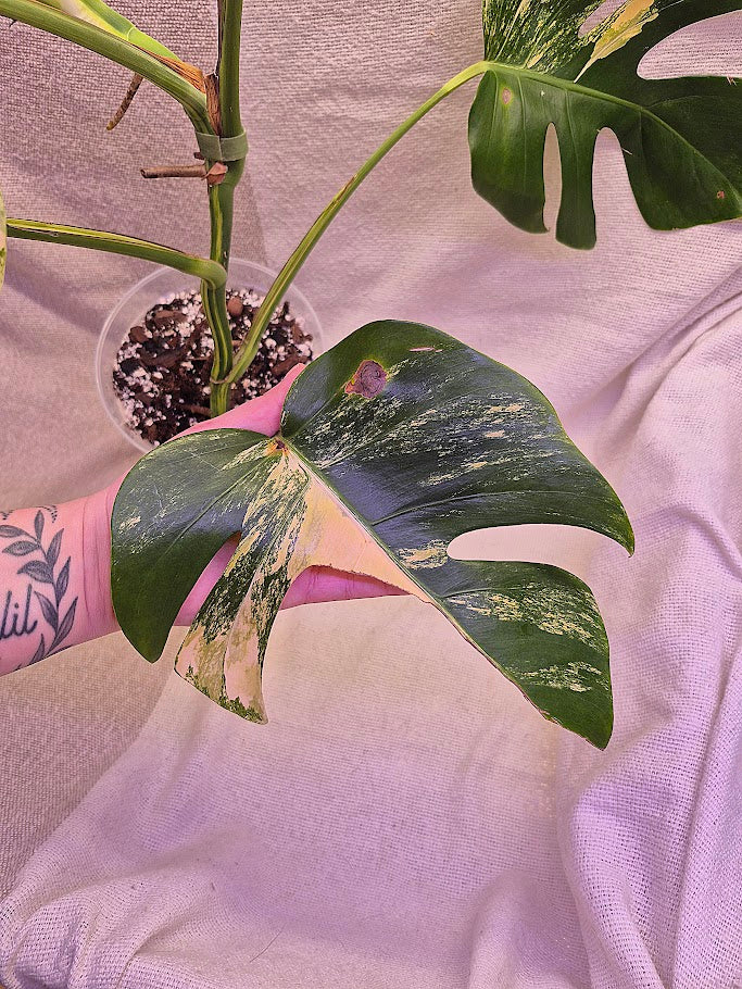 Monstera Aurea # MAU10