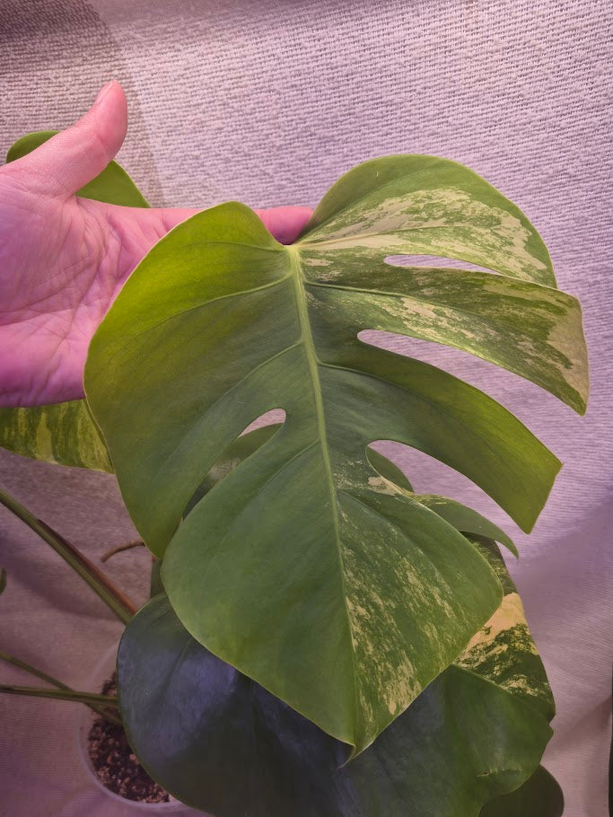 Monstera Aurea # MAU11