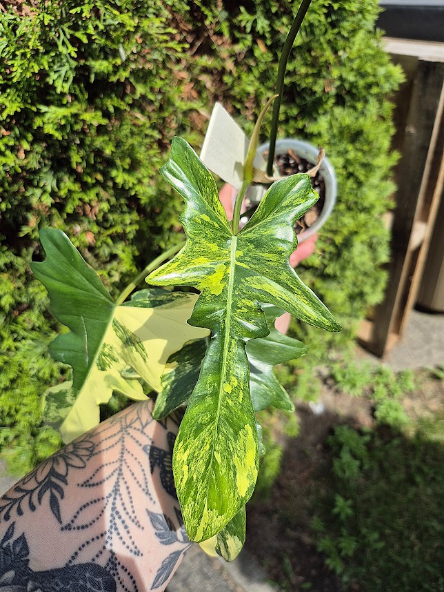 Philodendron 'Mayoii X Florida Beauty' #MXF0601