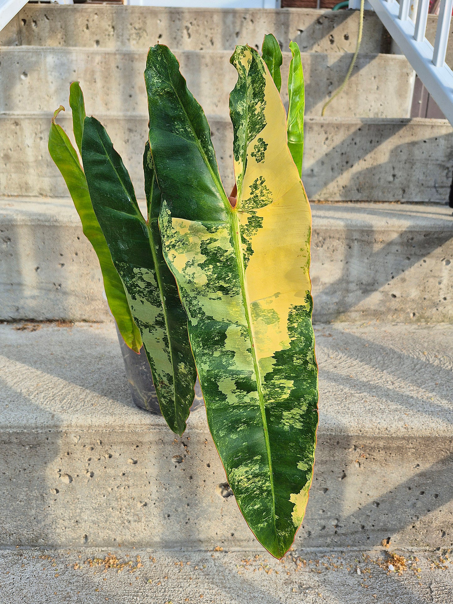 Philodendron 'Billitiae' Var