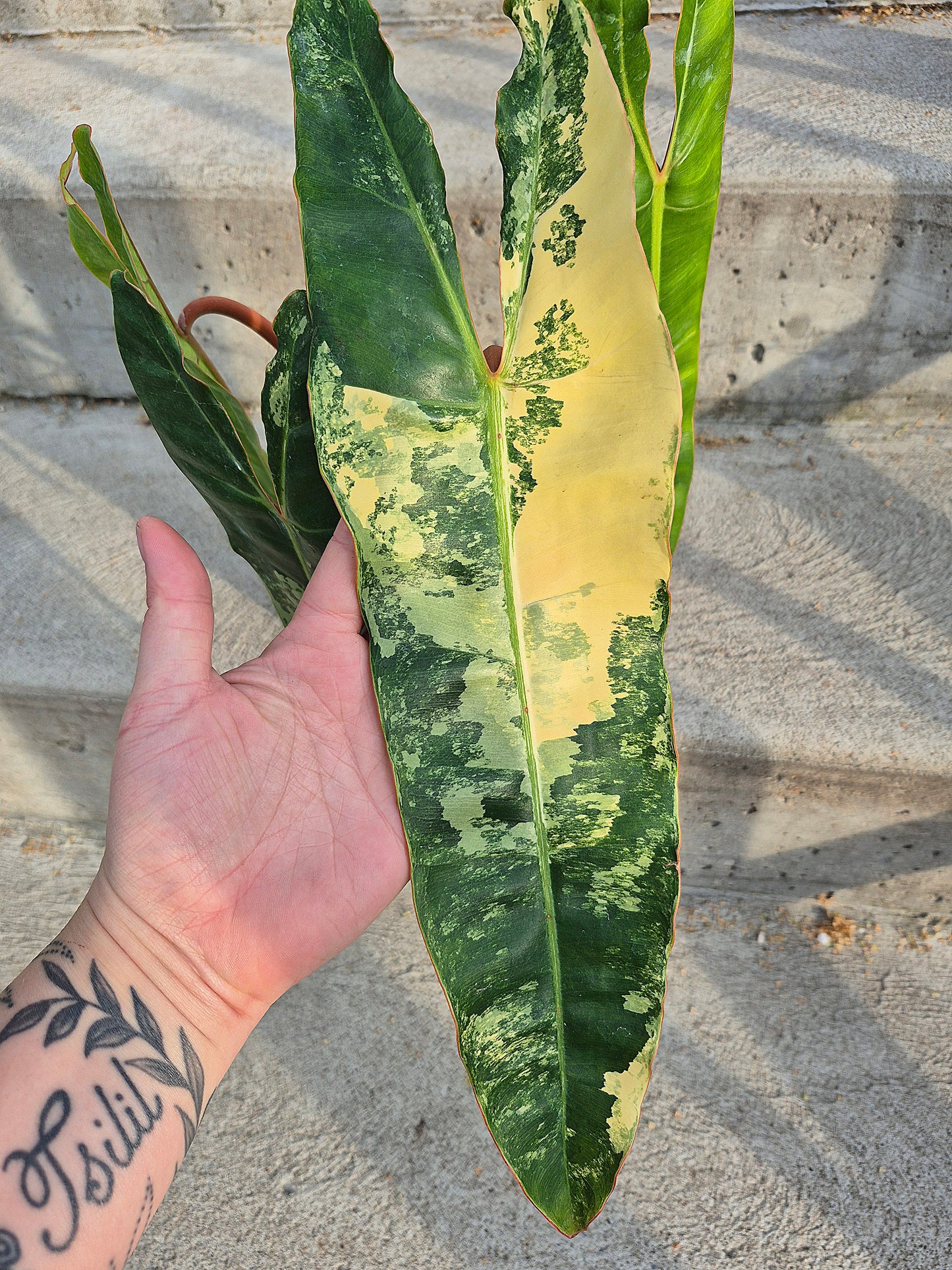 Philodendron 'Billitiae' Var
