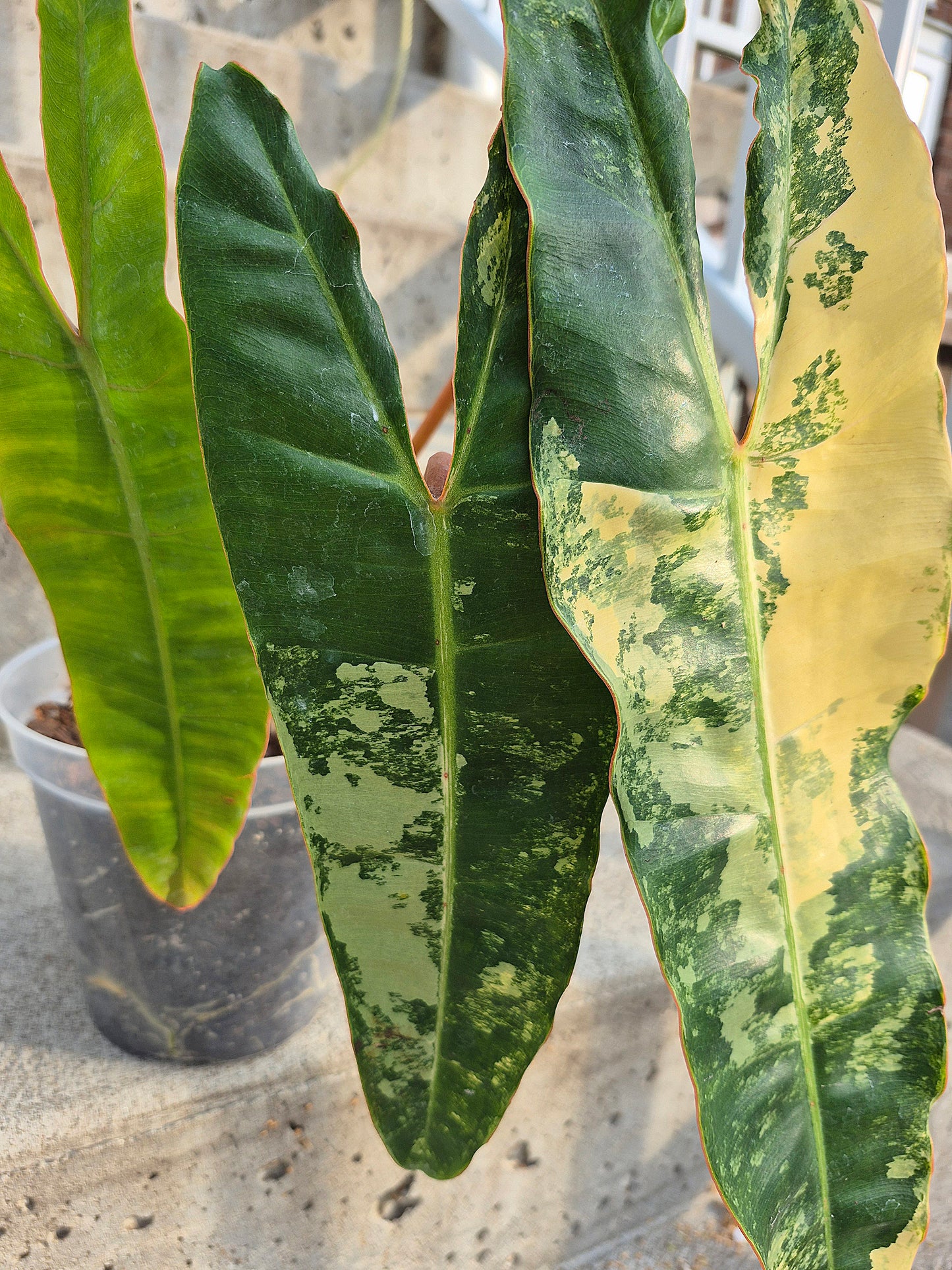 Philodendron 'Billitiae' Var