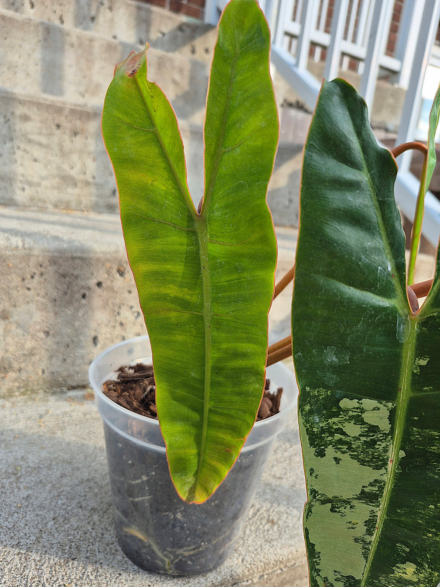 Philodendron 'Billitiae' Var