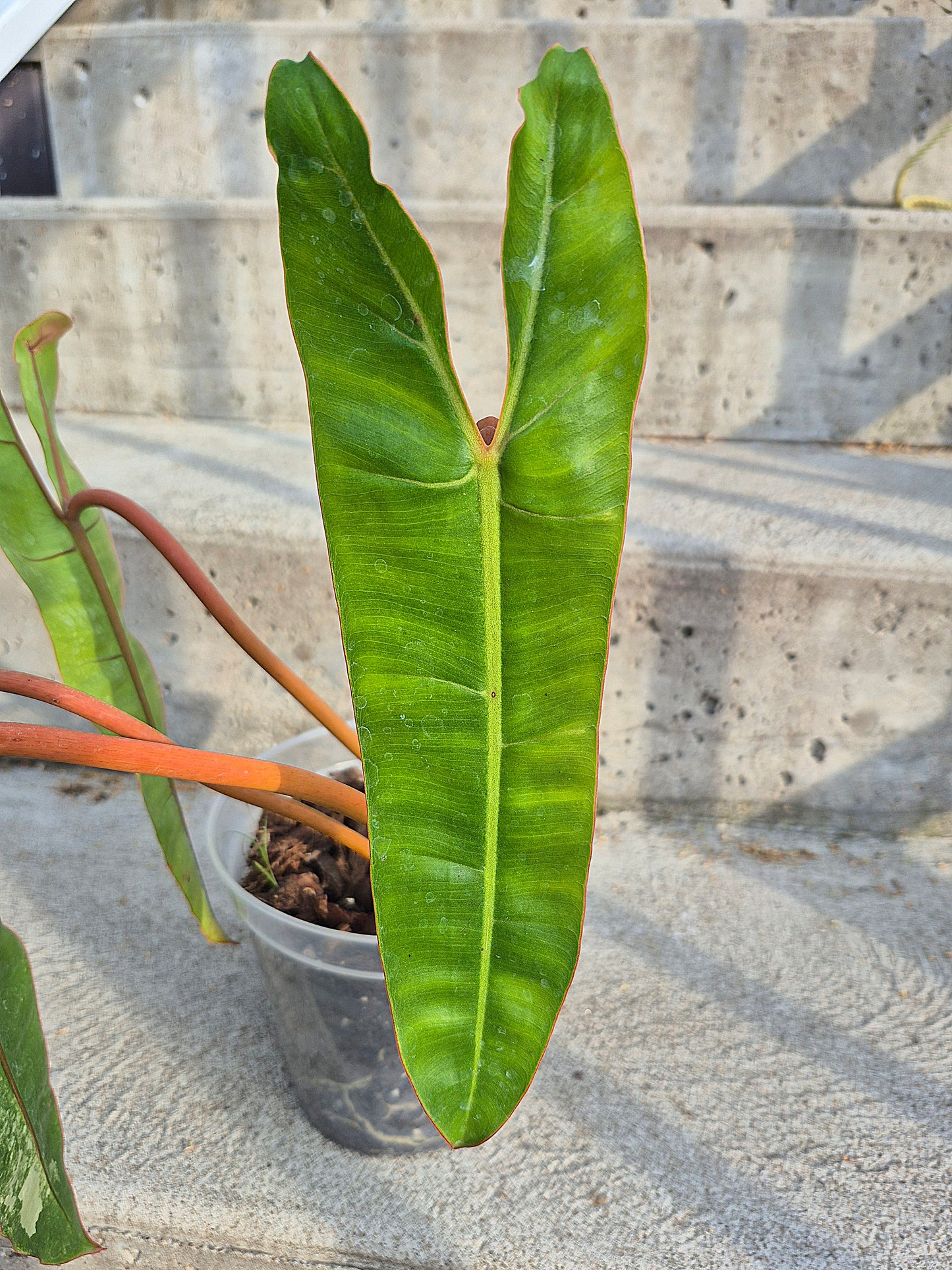 Philodendron 'Billitiae' Var