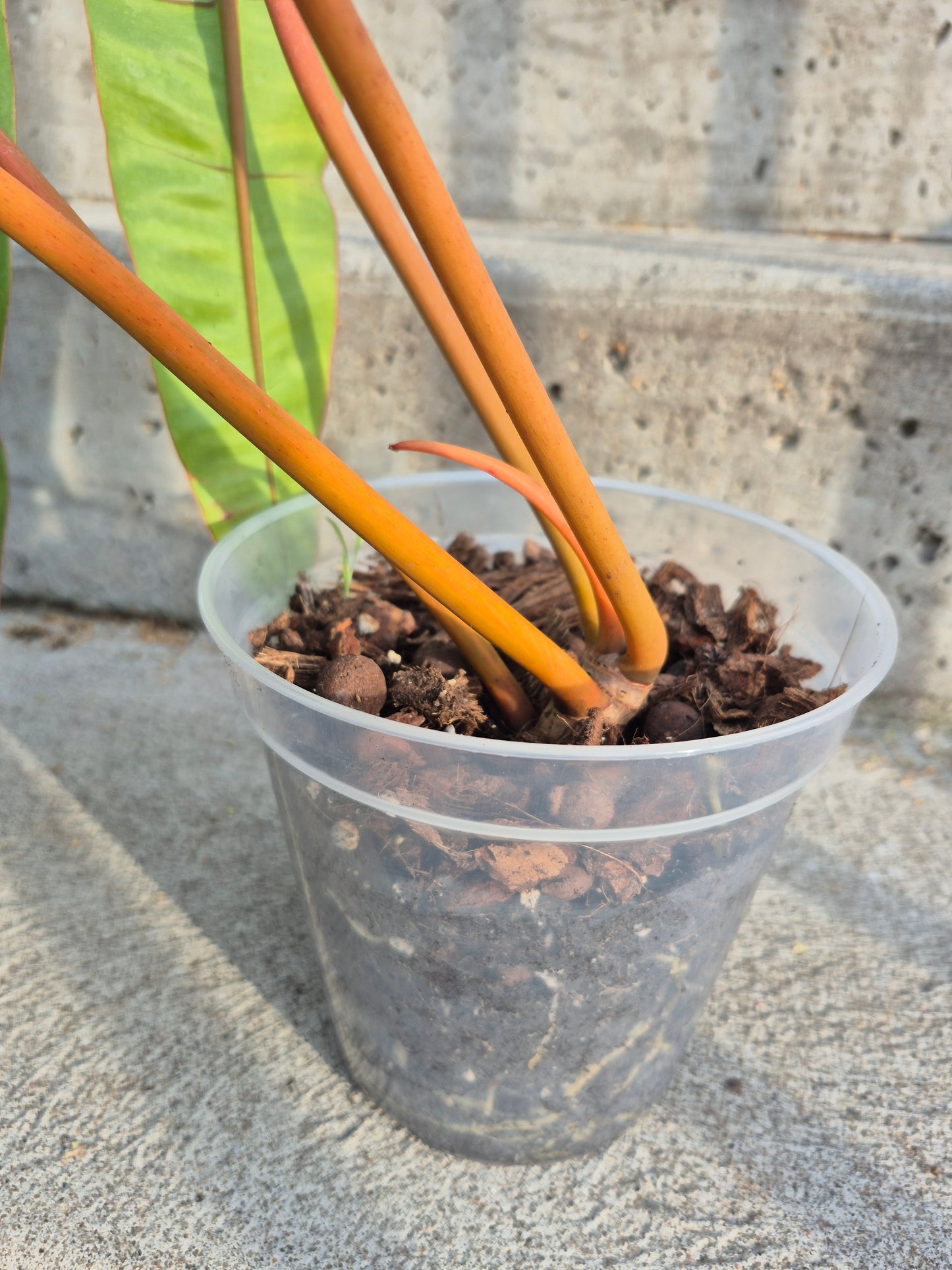 Philodendron 'Billitiae' Var