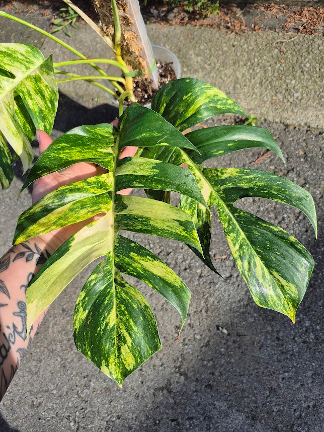 Epipremnum 'Yellow Flame' #EPIY0701