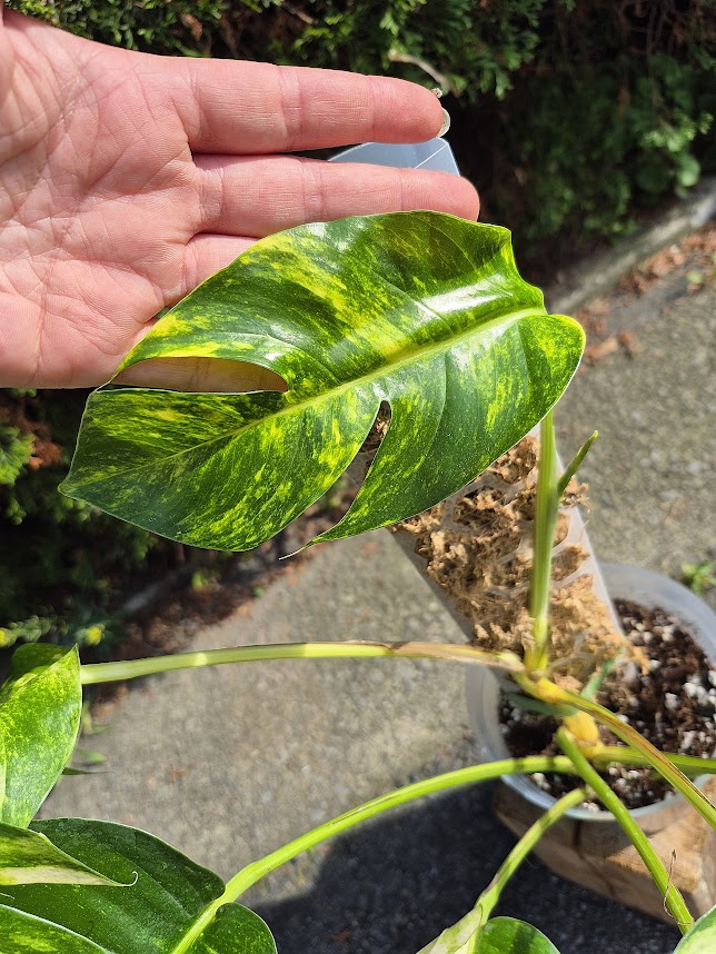 Epipremnum 'Yellow Flame' #EPIY0701