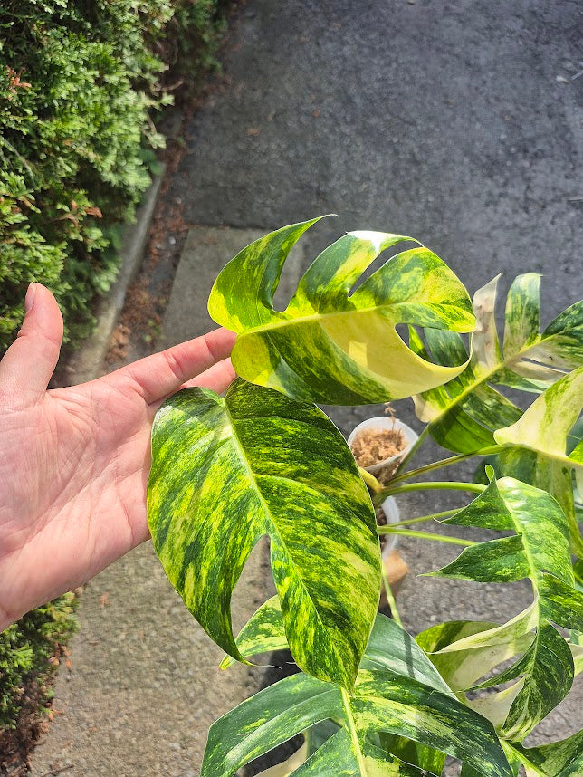 Epipremnum 'Yellow Flame' #EPIY0703