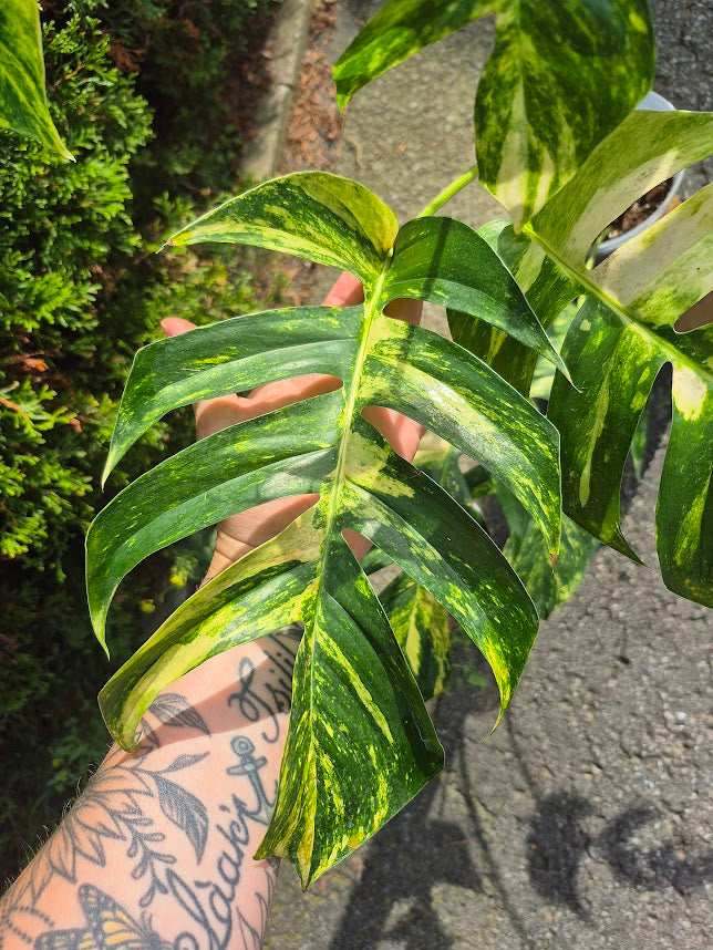 Epipremnum 'Yellow Flame' #EPIY0703