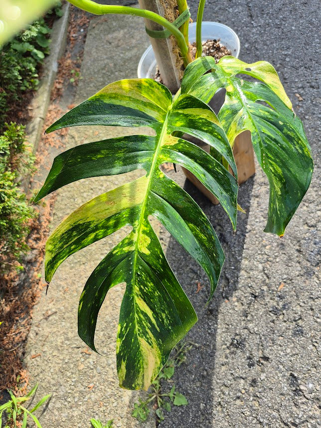 Epipremnum 'Yellow Flame' #EPIY0704