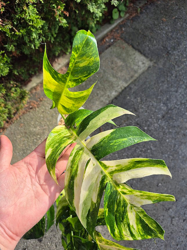 Epipremnum 'Yellow Flame' #EPIY0704