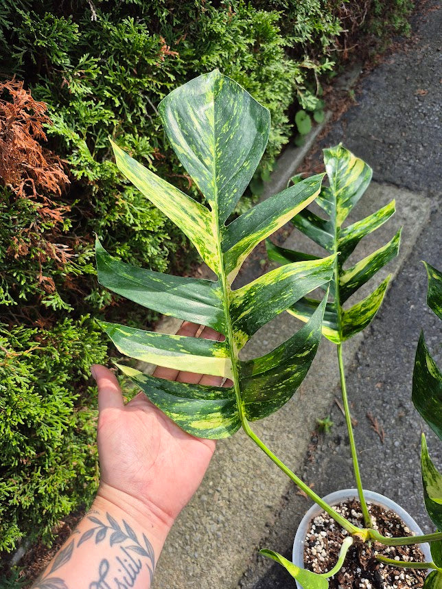 Epipremnum 'Yellow Flame' #EPIY0705