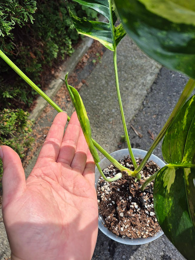 Epipremnum 'Yellow Flame' #EPIY0705