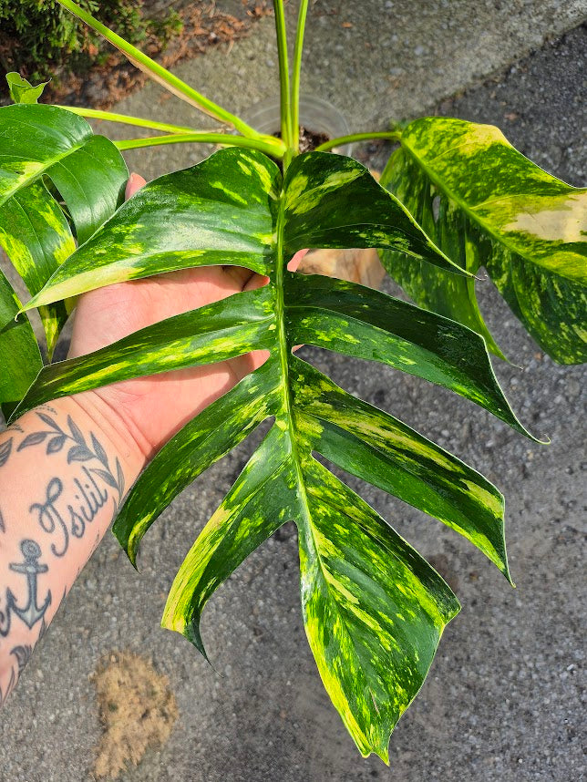Epipremnum 'Yellow Flame' #EPIY0706