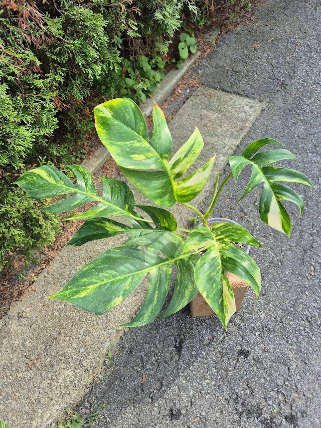 Epipremnum 'Yellow Flame' #EPIY0707