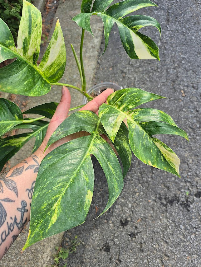 Epipremnum 'Yellow Flame' #EPIY0707