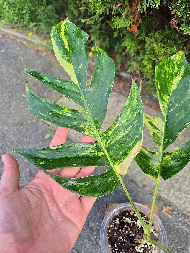 Epipremnum 'Yellow Flame' #EPIY0708