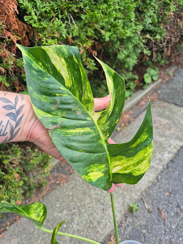 Epipremnum 'Yellow Flame' #EPIY0709