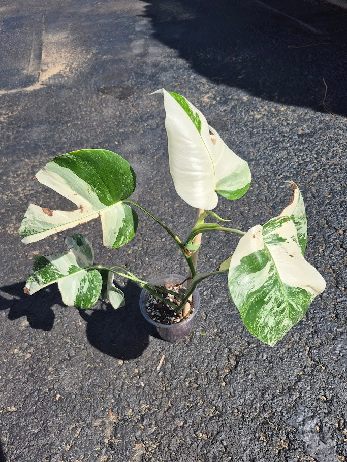 Monstera Albo #MAL0801