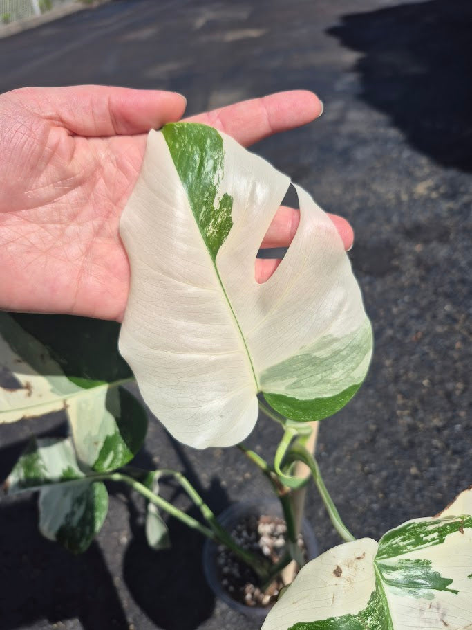 Monstera Albo #MAL0801
