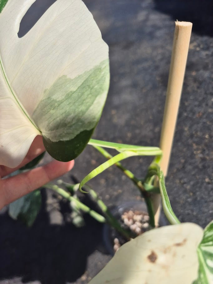 Monstera Albo #MAL0801