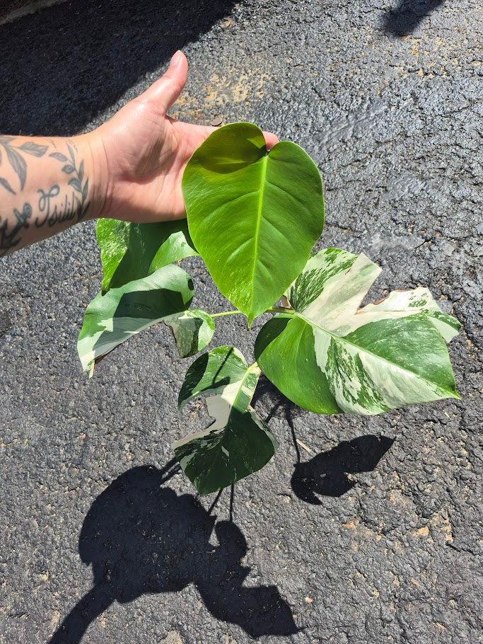 Monstera Albo #MAL0802