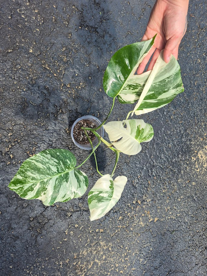 Monstera Albo #MAL0803