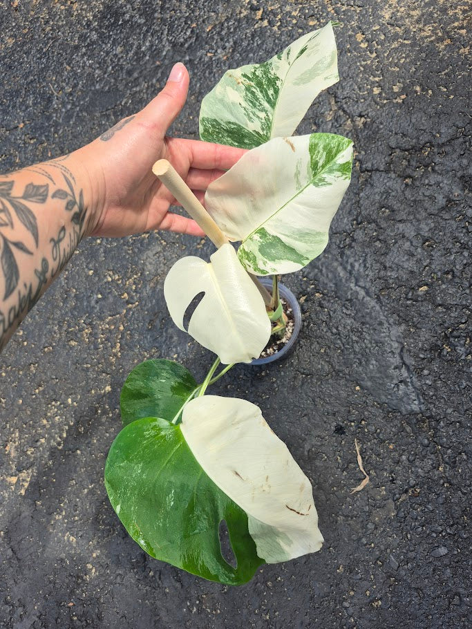 Monstera Albo #MAL0804