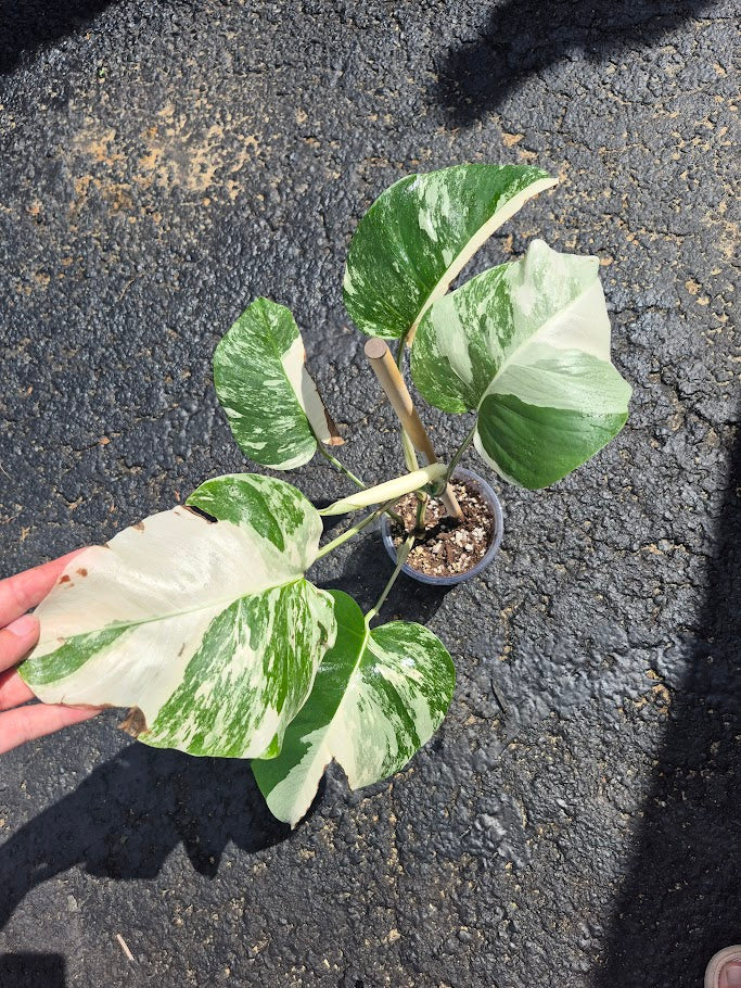 Monstera Albo #MAL0805