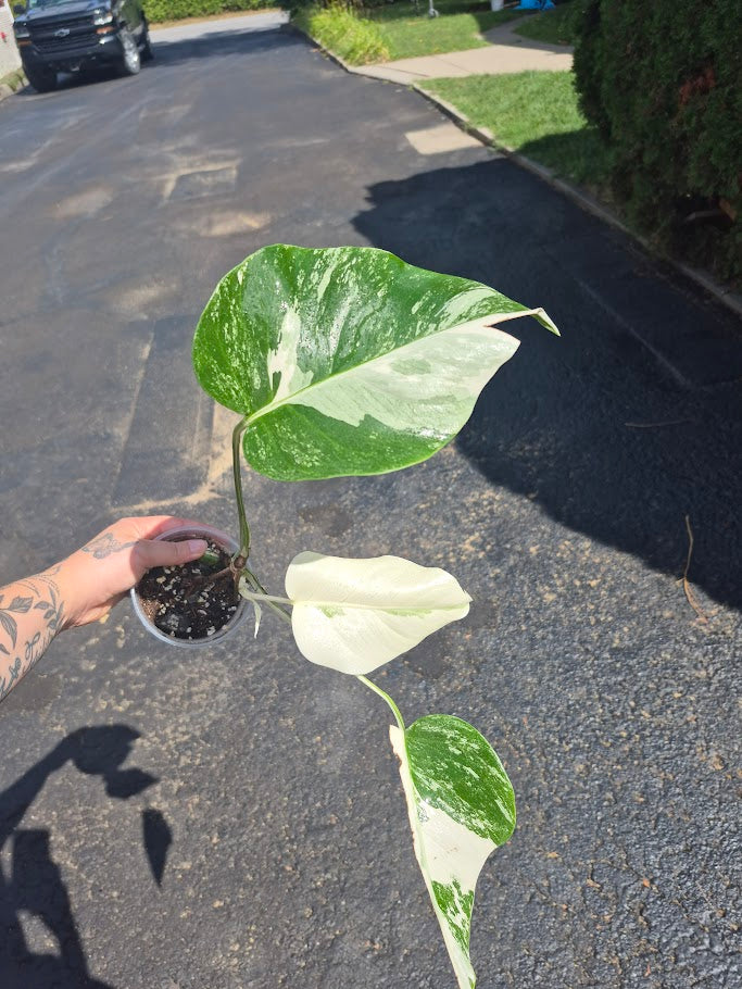 Monstera Albo #MAL0806