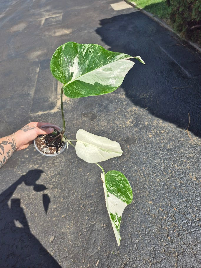 Monstera Albo #MAL0806