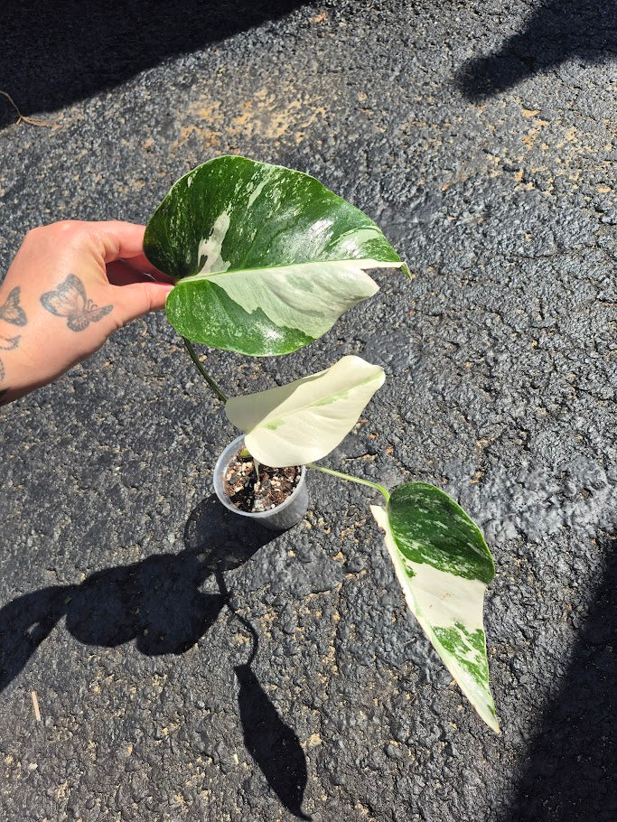 Monstera Albo #MAL0806