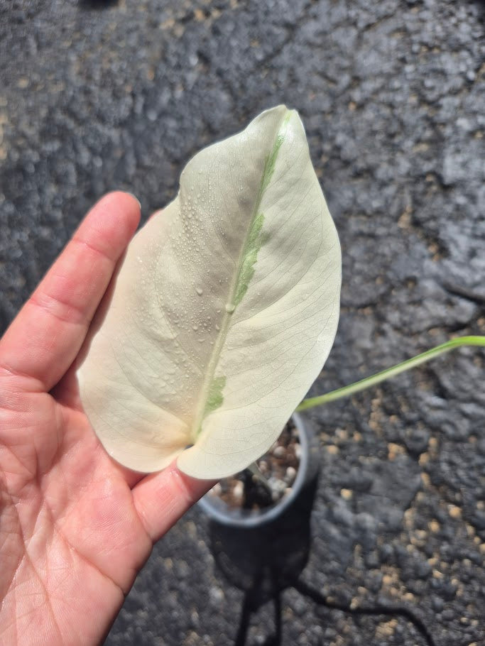 Monstera Albo #MAL0806