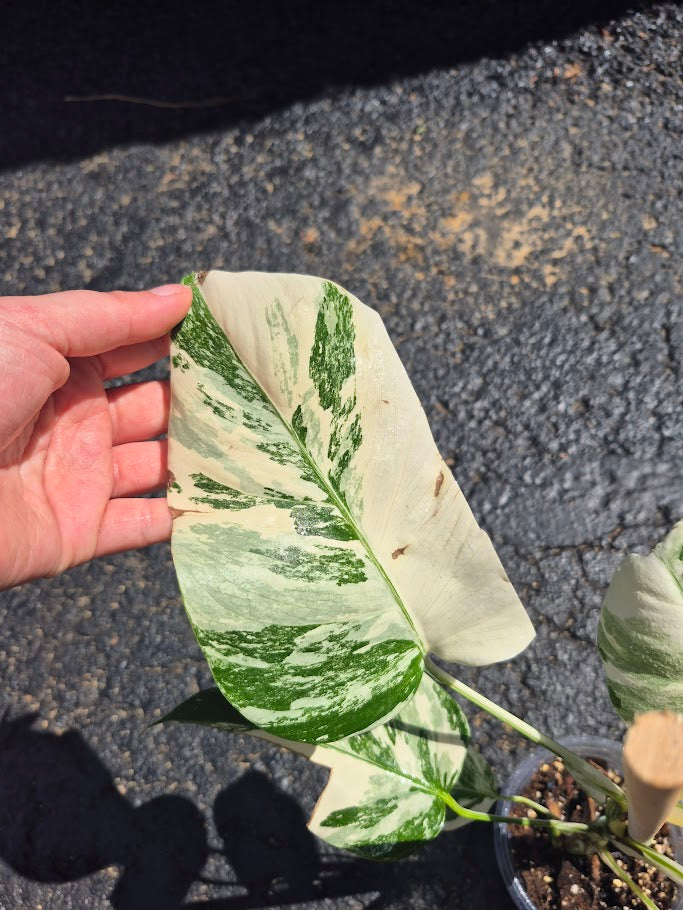 Monstera Albo #MAL0807