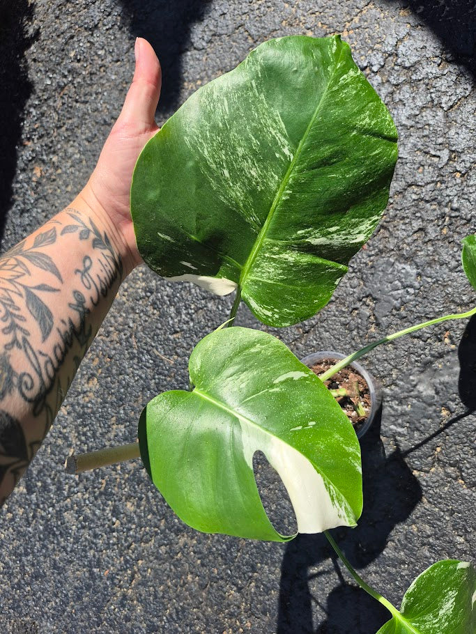 Monstera Albo #MAL0808