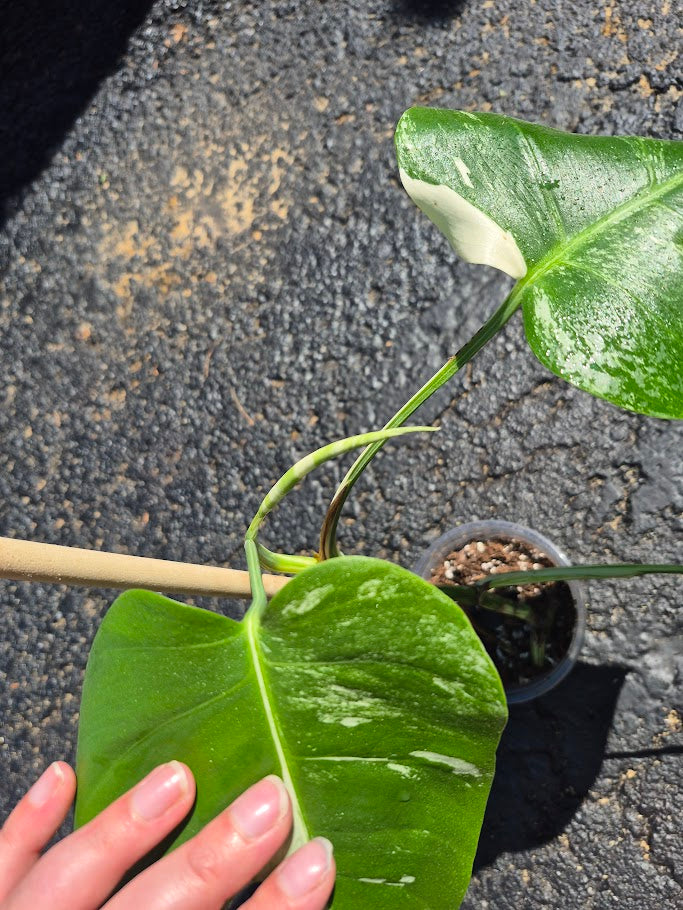 Monstera Albo #MAL0808