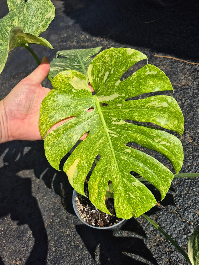 Monstera Legacy #MLEG0801