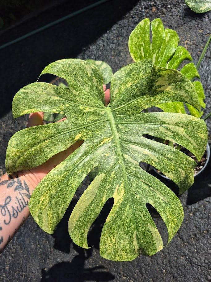 Monstera Legacy #MLEG0801