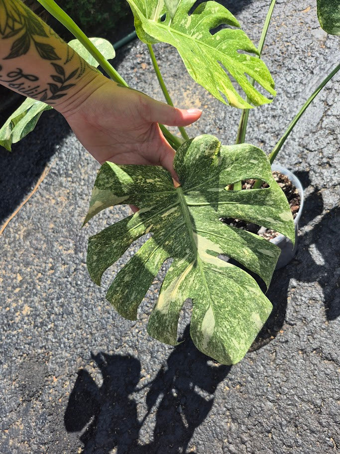 Monstera Legacy #MLEG0801