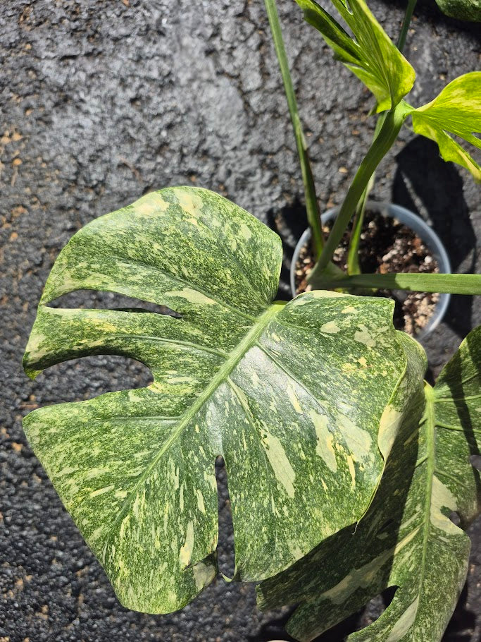 Monstera Legacy #MLEG0801