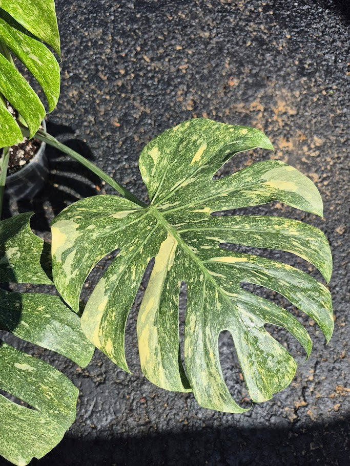 Monstera Legacy #MLEG0801