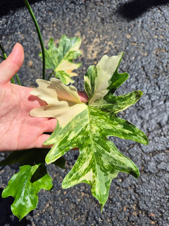 Philodendron 'Selloum' Var. #PHSA0801