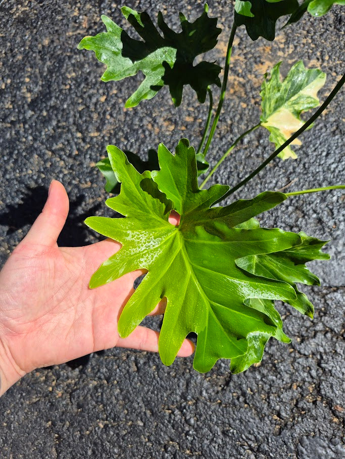Philodendron 'Selloum' Var. #PHSA0801