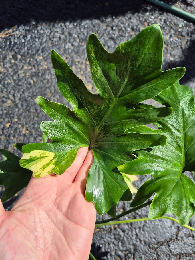 Philodendron 'Selloum' Var. #PHSA0801