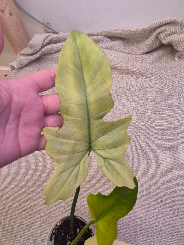 Philodendron 'Golden Dragon Mint' #GDR02