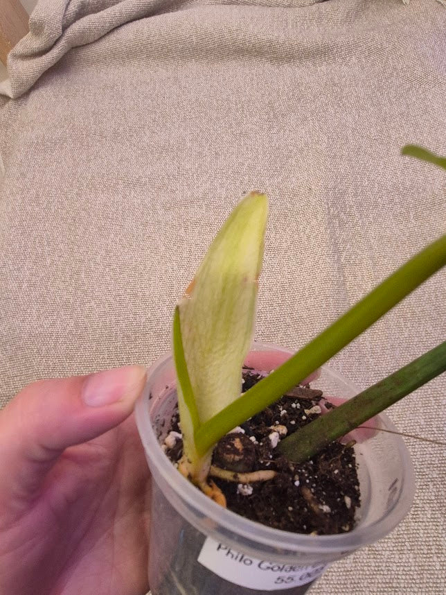 Philodendron 'Golden Dragon Mint' #GDR01